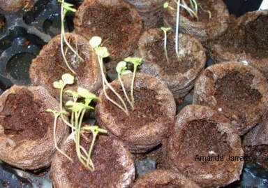 propagating seeds,peat pellets,problems with growing seeds