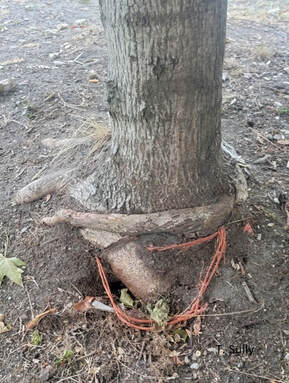 girdled tree trunk,girdled roots,badly planted trees,incorrect planting,how to plant a tree correctly 