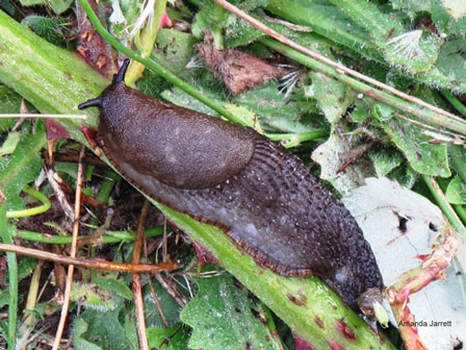 slugs,snails,mollusks,November Garden Journal,Amanda Jarrett, thegardenwebsite.com,September,crocus,spring flowering bulbs