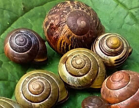 snails,slugs,mollusks
