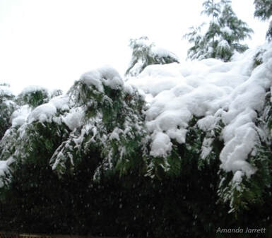 snow crushing plants 