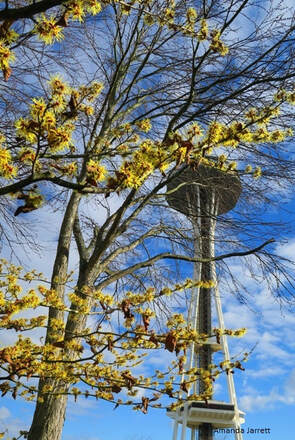 Seattle Space Needle,Chinese witch hazel,February flowering plants