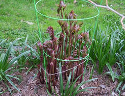 staking plants,staking peonies,April garden chores