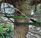 staking trees,girdling stems