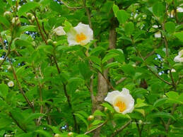 Stewartia pseudocamellia,summer flowering trees,urban trees