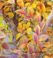 Japanese stewartia colourful fall trees