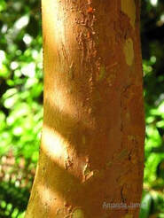 Japanese Stewartia,Stewartia pseudocamellia,trees with interesting bark