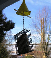 protecting suet from critters animals