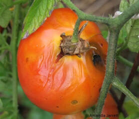 tomato blight,potato blight,plant diseases,July garden calendar,July garden chores,organic vegetable gardening