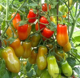saving tomato seeds,how to save tomato seeds,September gardening,fall gardening,autumn garden chores