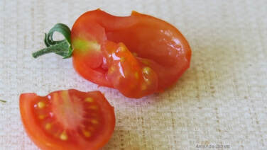 saving tomato seeds,how to save tomato seeds,September gardening,fall gardening,autumn garden chores