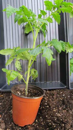 how to grow tomatoes,tomato growing tips,successful tomatoes,vegetable gardening,The Garden Website.com,Amanda's Garden Consulting,Amanda Jarrett