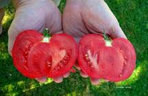 how to grow tomatoes,growing tomatoes,starting tomatoes from seed,The Garden Website.com,Amanda Jarrett,Amanda's Garden Consulting,the garden website