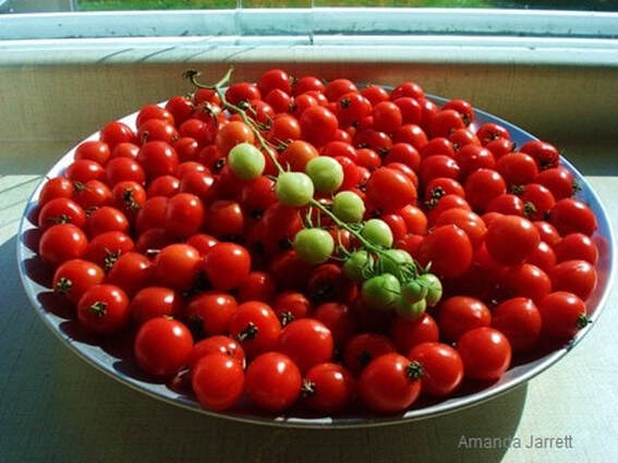 how to grow tomatoes,growing tomatoes,starting tomatoes from seed,The Garden Website.com,Amanda Jarrett,Amanda's Garden Consulting,the garden website