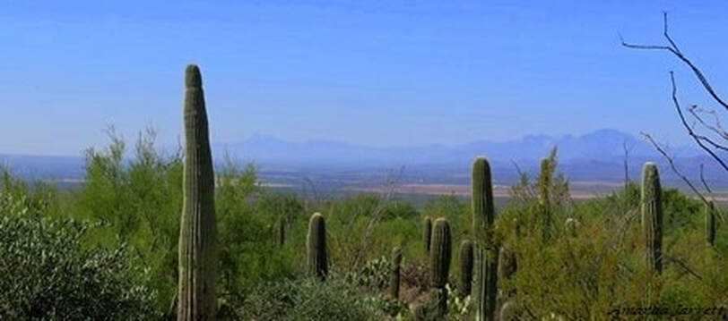 Arizona-Sonora desert,Tucson Botanical Gardens,