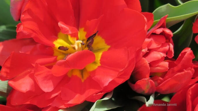 'Abba' double early tulip,tulips that flower in April
