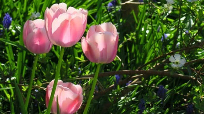 Tulipa Oullioles,April gardens,spring gardening,April plants,April flowers,April garden chores,landscaping,horticulturist,The Garden Website.com,the garden website,Amanda’s Garden Consulting,Amanda Jarrett 