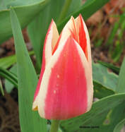 Tulipa Quebec,Greigii tulip,April flowering bulbs 