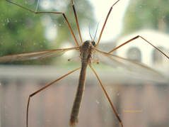 crane fly,leatherjackets,lawn insects,lawn grubs,March gardening,spring lawn maintenance,Organic lawn care