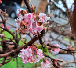 Dawn viburnum,Viburnum x bodnantense 'Dawn',early spring flowering shrubs,February flowers 