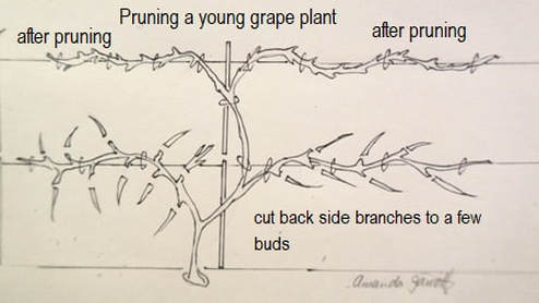 winter grape pruning,winter wisteria pruning,January gardening,January plants,dormant pruning,winter pruning,dormant oil lime sulfur,control of overwintering insects & diseases,Pink Dawn bodnant viburnum x bodnantense ‘Pink Dawn’,topping trees,winter gardening,Canadian seed and plant catalogues,The Garden Website.com,the garden website,Amanda Jarrett,Amanda’s Garden Consulting,landscaping,horticulture