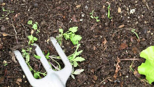 how to weed,pulling weeds,weed control