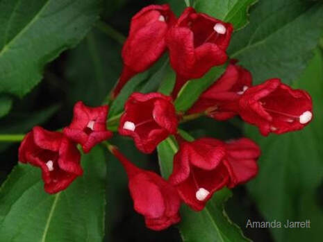 'Sonic Boom Red' Weigela,May Plant of the Month The Garden Website.com,summer flowers,Amanda Jarrett,Amanda’s Garden Consulting,Amanda’s Garden Website,garden website