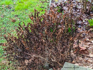 dead plants after winter,winterkill