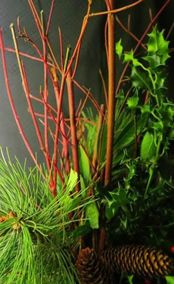 red-twig dogwood,Cornus,Ilex,holly,Christmas planter,December garden,thegardenwebsite.com,Amanda Jarrett