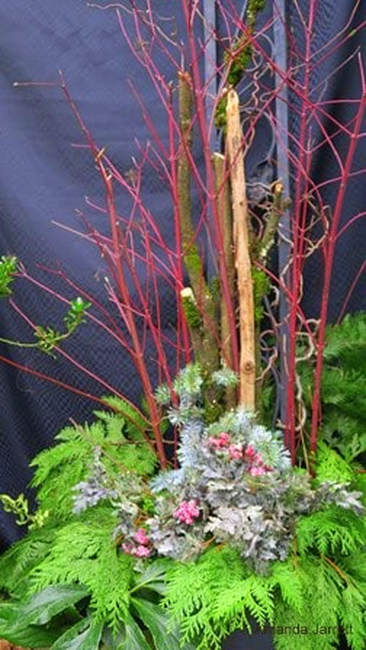 red-twig dogwood,Christmas planter,December Garden Journal,thegardenwebsite.com,Amanda Jarrett