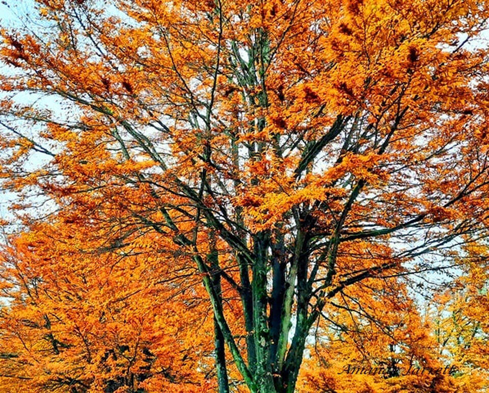 Japanese zelkova tree,colorful fall trees