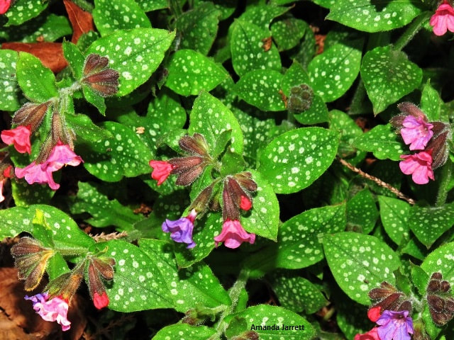 lungwort,Pulmonaria officinalis,perennial spring flowers,blue flowers,March flowering plants,spring flowers,plants for shade