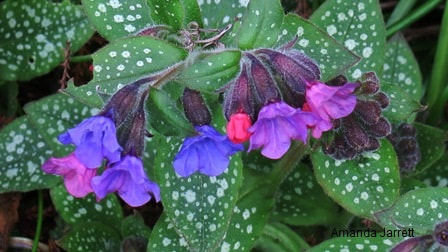 Common lungwort,Pulmonaria officinalis,blue flowers,spring flowers,April flowers,shade plant