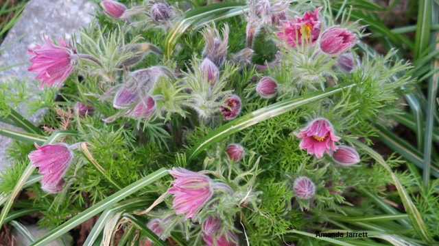 Pasque flower,Pulsatilla vulgaris,Anemone pulsatilla,purple flowers