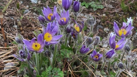 pasque flower,Pulsatilla vulgaris,spring flowers,March blossoms
