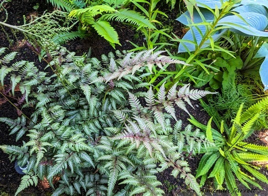 Japanese painted fern,Athyrium niponicum