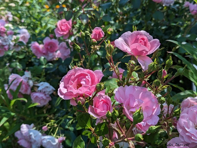 bonica roses,low maintenance roses