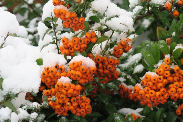 Firethorn,Pyracantha coccinea,orange berries,winter plants