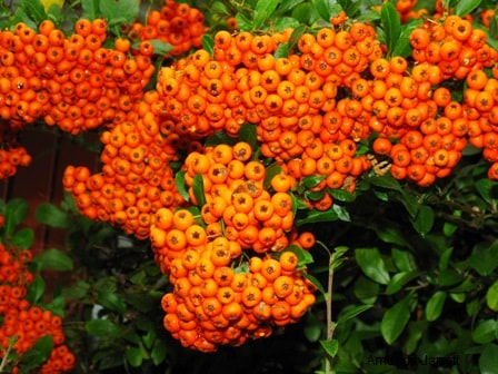 Firethorn,Pyracantha coccinea,orange berries in fall,autumn plant,fall colour,November plants
