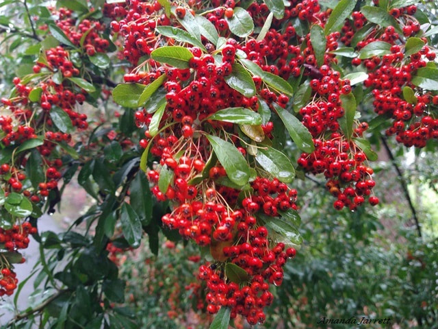 Firethorn,Pyracantha coccinea,fall berries 