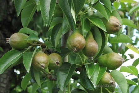 fruit thinning,June gardening,pruning fruit trees,June drop,summer gardening,pear trees