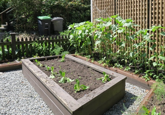 raised beds,vegetable gardening,warming cold soil,Organic vegetable gardening,heating soil for planting early