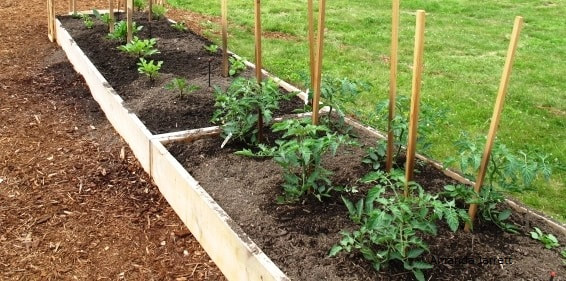 spring vegetable gardening,growing food,raised beds,composting,warming soil,early crops,brassicas,cole crops,cloches,companion planting,crop rotation,the garden website.com,Amanda’s Garden Consulting,Amanda Jarrett,gardening website