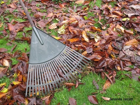 rake leaves on lawns,fall leaves,leaf mulch,September garden chores,fall garden chores,garden chores in autumn