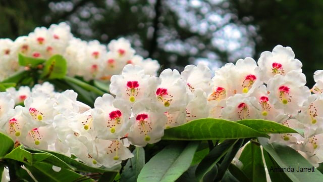 Rhododendron pemakoense,March flowering rhododendron