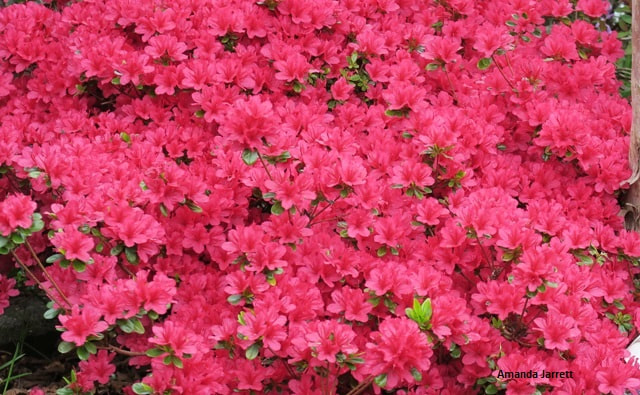 'Hino-Crimson' azalea,Rhododendron 'Hino-Crimson',spring flowering evergreen shrub