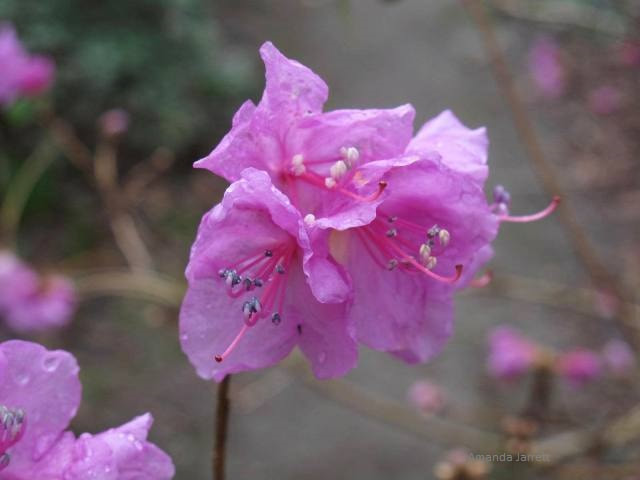 Korean rhododendron,Rhododendron mucronulatum,early flowering azaleas,February flowering rhododendrons 