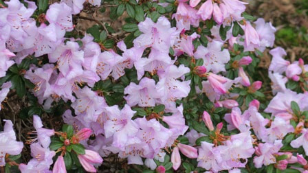 Rhododendron pemakoense,March flowering rhododendron,early flowering rhododendrons
