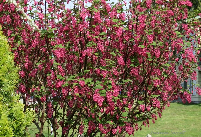 flowering currant,ribes sanquineum,April flowering shrub,spring blossoms