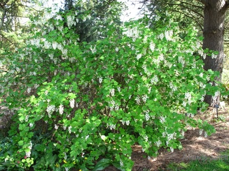 Ribes sanguineum 'White Icicle', 
